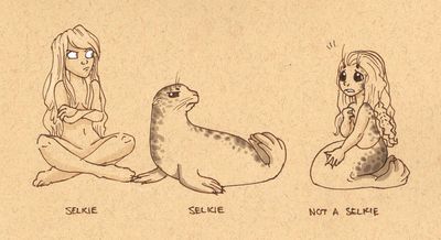 what is a selkie.jpg