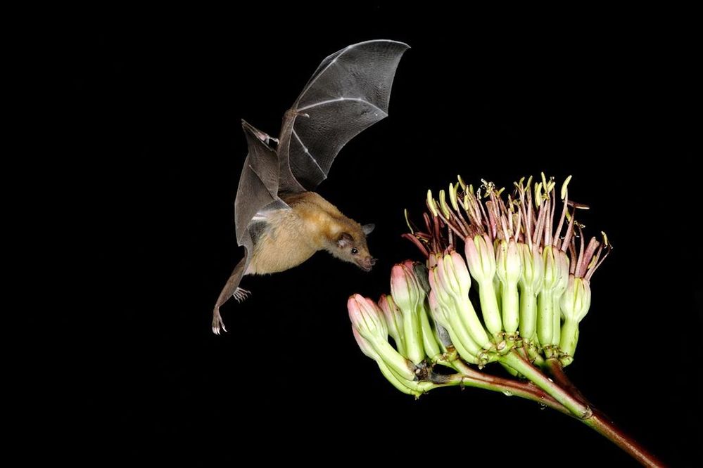 horrace in the forest finding his own nectar long after the sun has set.jpg