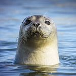 RiverSeal
