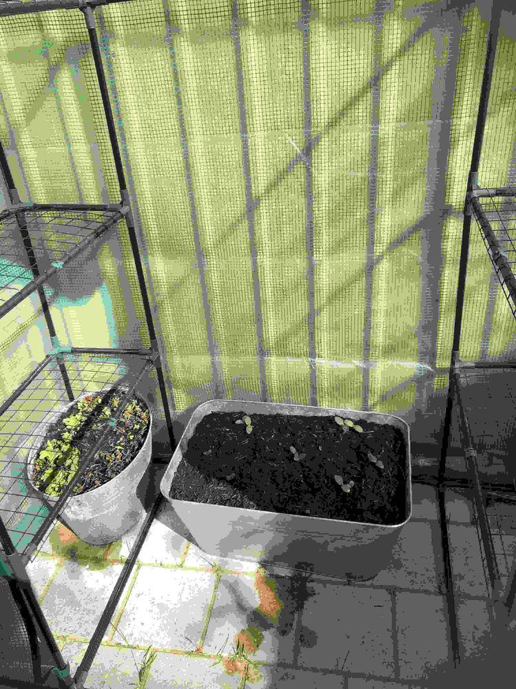 my seedlings and mint