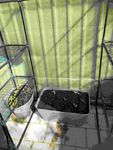 my mint and seedlings in new home!
