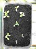 Cucumbers 27th April 2023