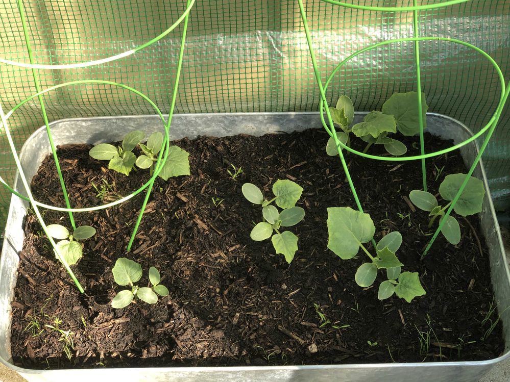 Cucumbers 4th May 2023