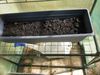 Lettuce and Spinach (right) 4th May 2023