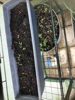 6th May 2023 Lettuces above Mint