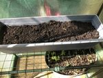 4th May 2023 Lettuces above Mint