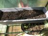 4th May 2023 Lettuces above Mint