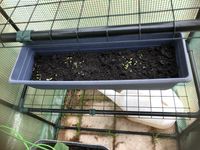 6th May 2023 Lettuce and Spinach