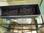 4th May 2023 Lettuce and Spinach