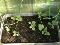 4th May 2023 cucumbers