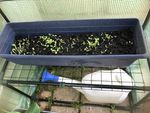 11th May 2023 Lettuces and spinach (right)
