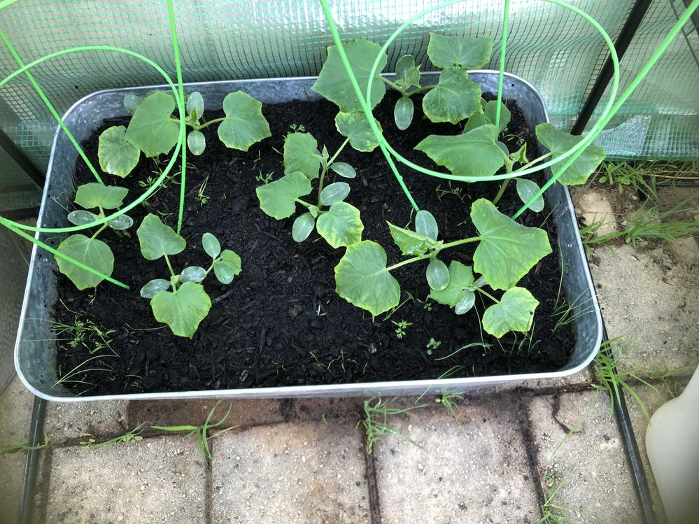 Cucumbers and Carrots 11th May 2023