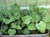 Cucumbers and Carrots 25th May 2023