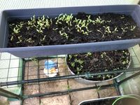 Lettuce 11th May 2023