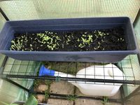 Lettuce and Spinach 11th May 2023