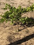 Albert the Lime Tree (existing)