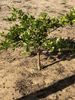 Albert the Lime Tree (existing)