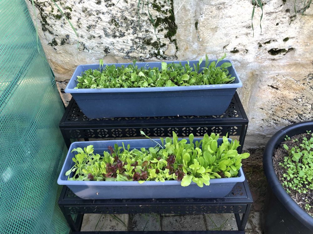 Lettuce 1st July 2023