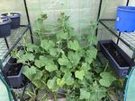 Cucumbers 1st July 2023