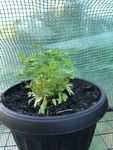 Parsley 1st July 2023