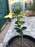 Lemon 1st July 2023